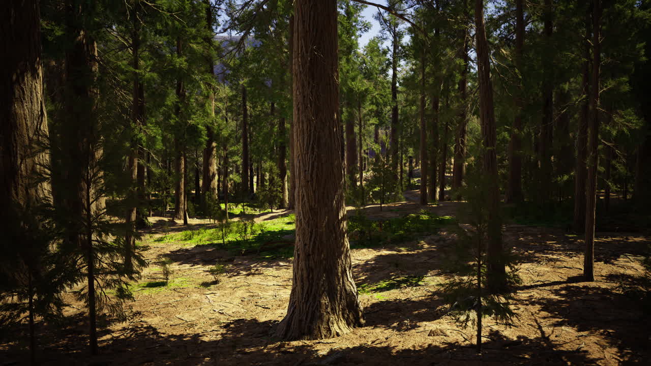 Sunlight filters through towering trees in a lush forest sanctuary