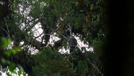 The-Philippine-Eagle-also-known-as-the-Monkey-eating-Eagle-is-critically-endangered-and-can-live-for-sixty-years-feeding-on-Monkeys,-Flying-Lemurs,-and-small-mammals-as-an-opportunist-Bird-of-Prey