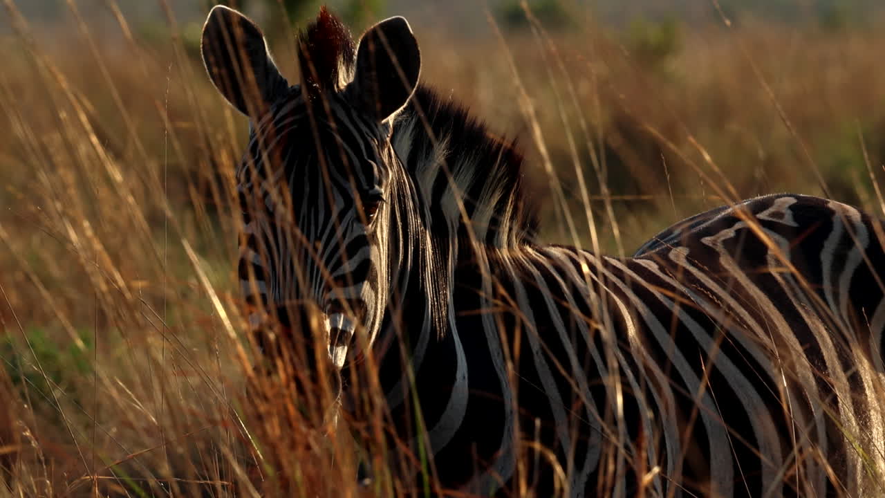la cebra de las llanuras en la hierba alta al atardecer mira intensamente directamente a la cámara