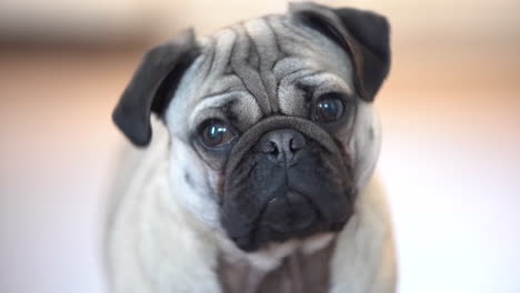 cachorro de pug leonado de cerca girar la cabeza en la cocina