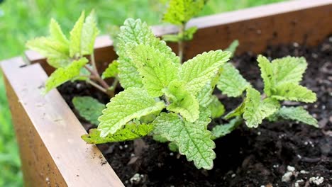 Lemon-Balm--Herb