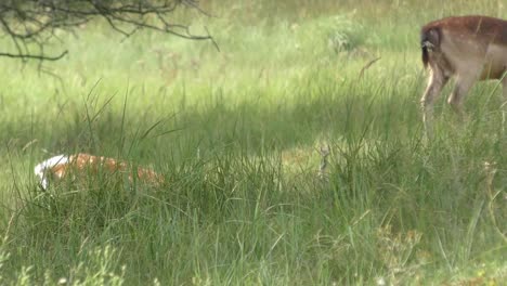 group of grazing reindeers in dutch nature