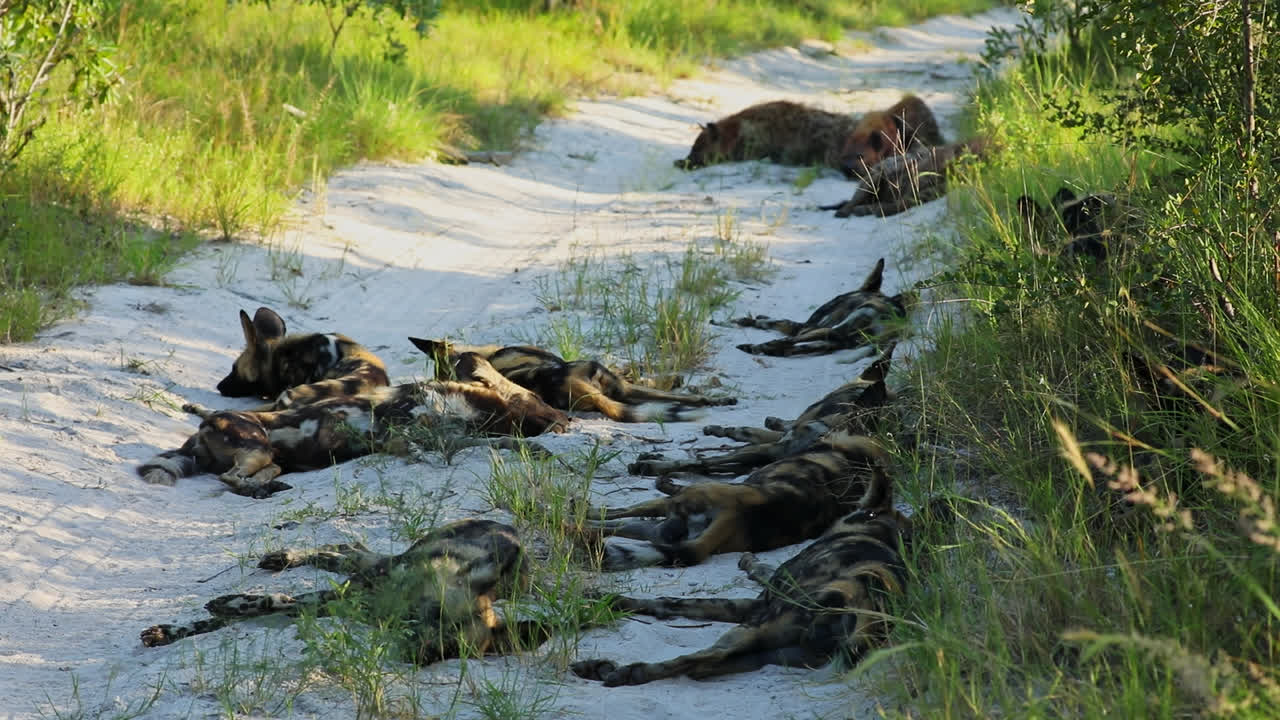 A Pack Of African Wild Dogs and Hyenas Resting At Sabi Sands Game Reserve In South Africa. Static Shot