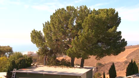 Timelapse-shot-of-a-tree-being-trimmed