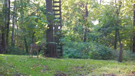 male whitetail deer cautiously grazing on clover below a home made hunter's deer stand in early autumn