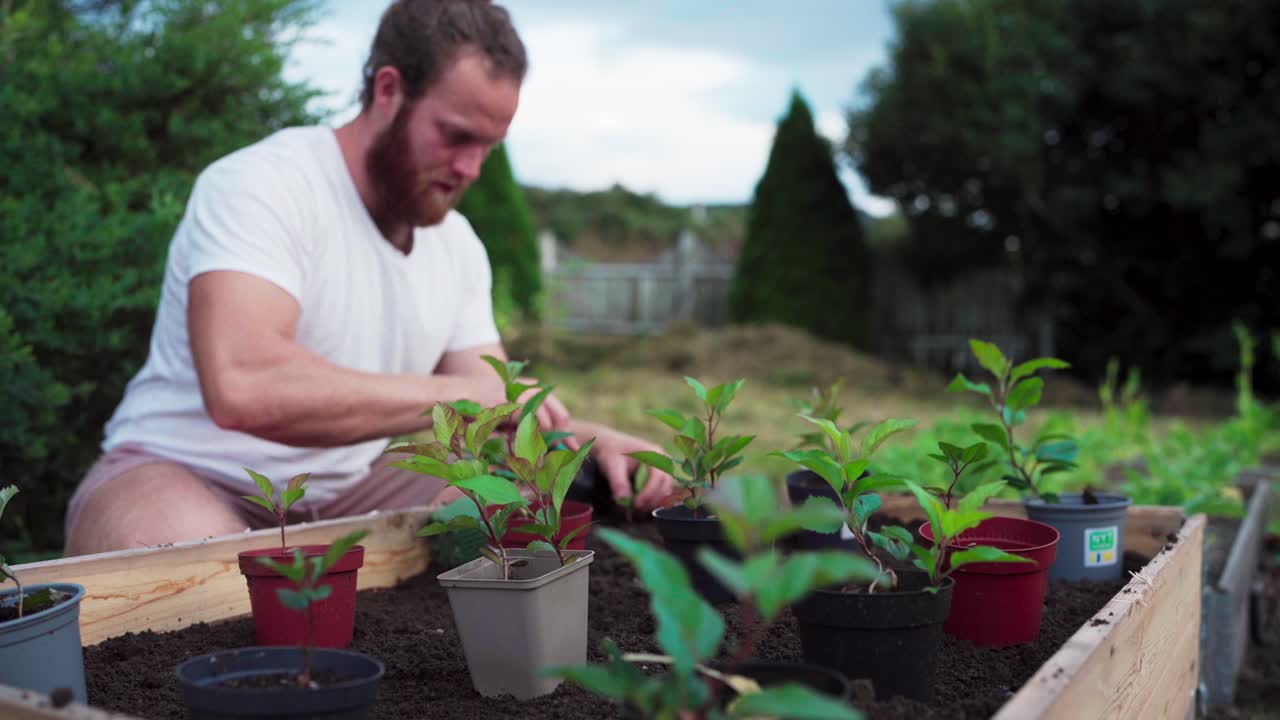 indre fosen, trondelag, noruega - un hombre trasplantando frambuesas y manzanas de una olla pequeña en el suelo - de cerca