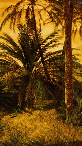 palm trees in a desert oasis at sunset