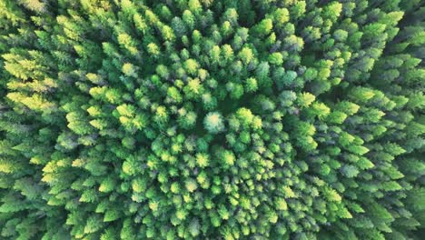 dense fir forest during autumn in countryside mountain park