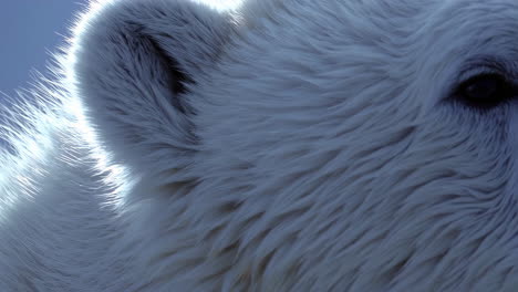 close-up of a polar bear