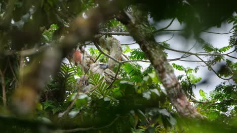 Seen-on-top-of-the-canopy-of-a-tall-tree-deep-in-the-forest-trying-to-call-its-parents-to-come-and-feed,-Rare-Footage,-Philippine-Eagle-Pithecophaga-jefferyi,-Philippines