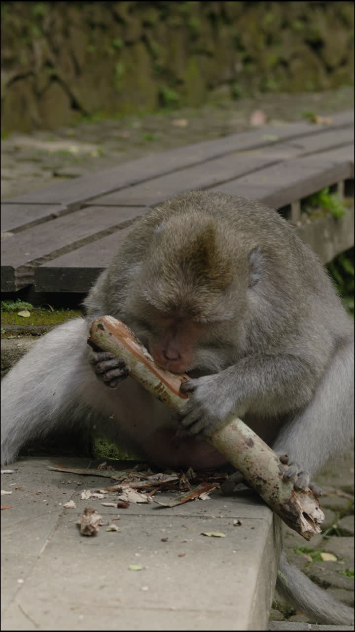 Monkey Eating a Stick