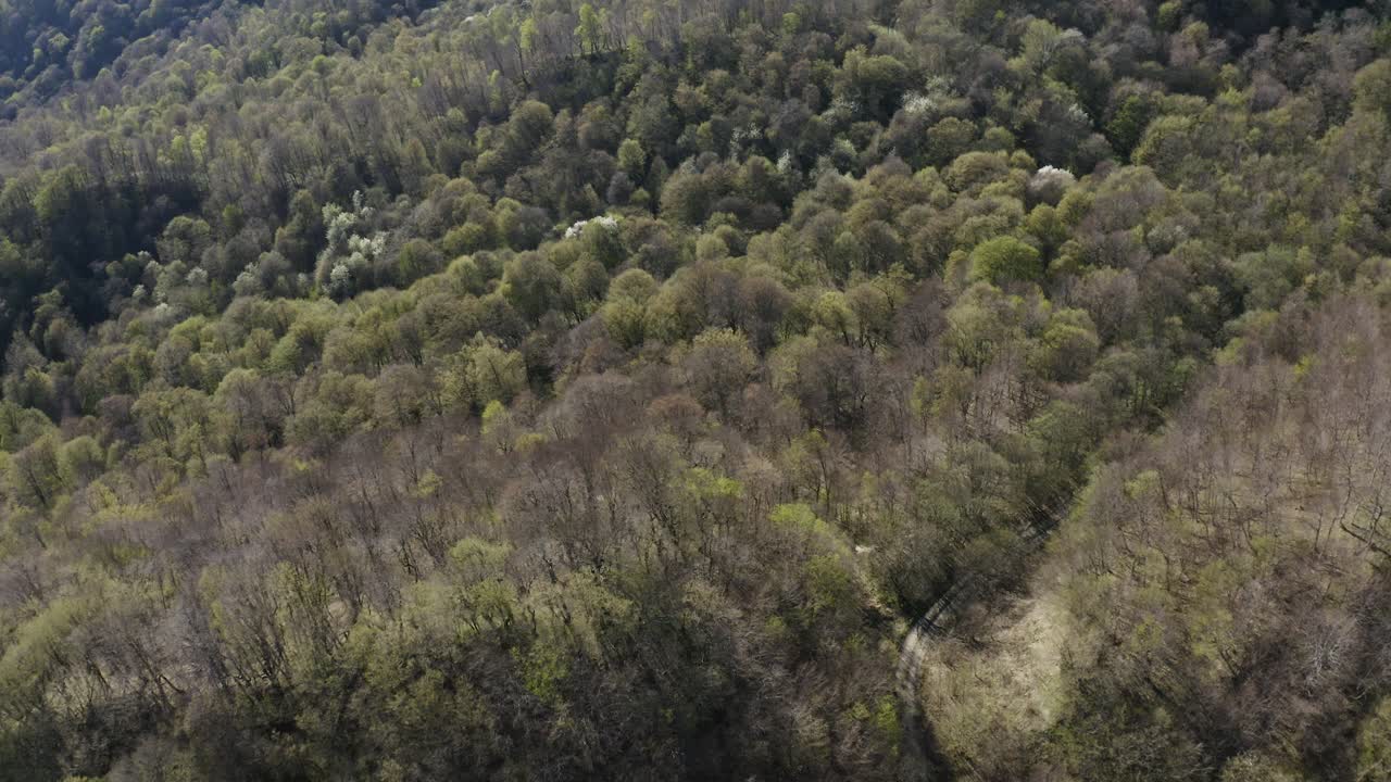 조지아의 트빌리시 중앙 공원에서 여름 동안 숲에 울창한 나무