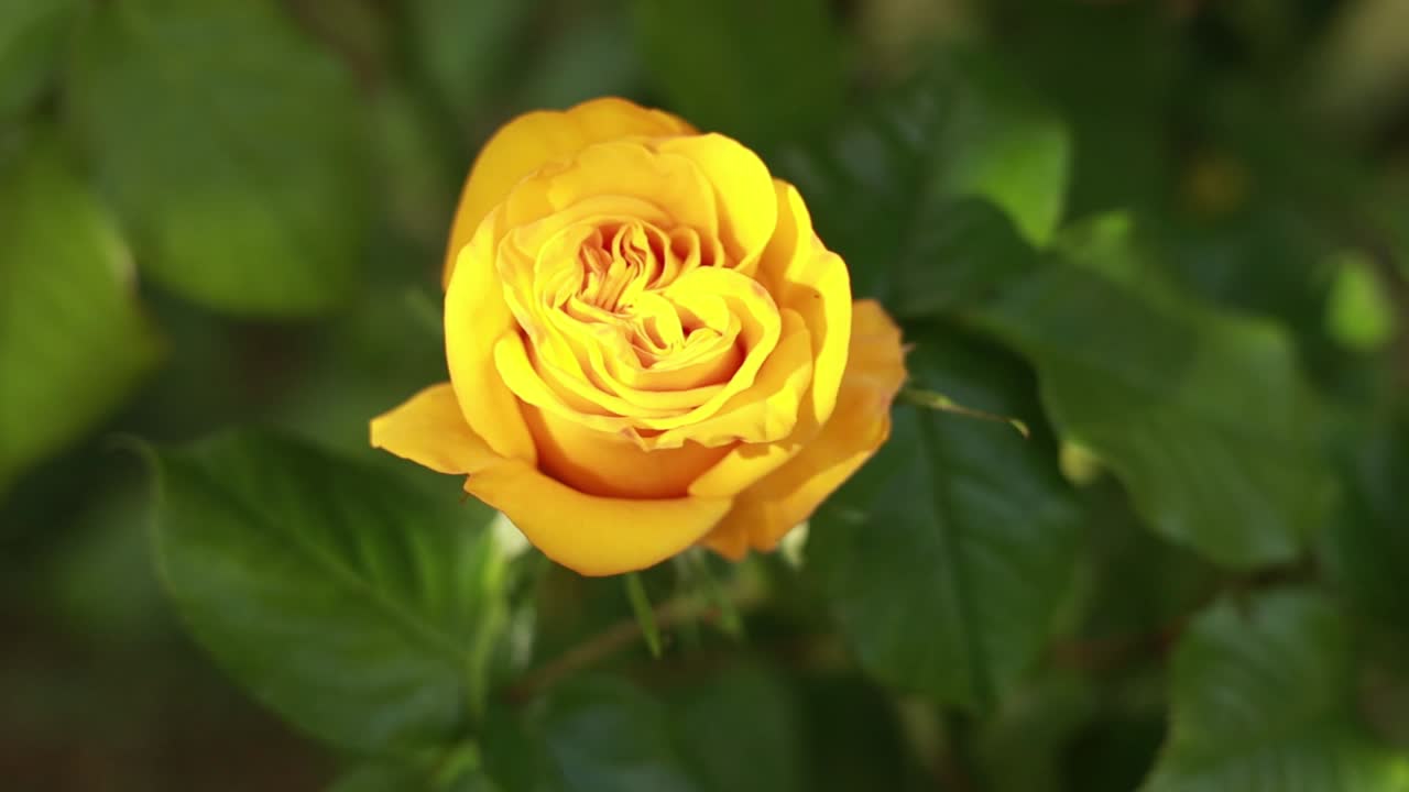 정원에서 노란 장미