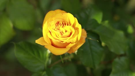 yellow rose in garden