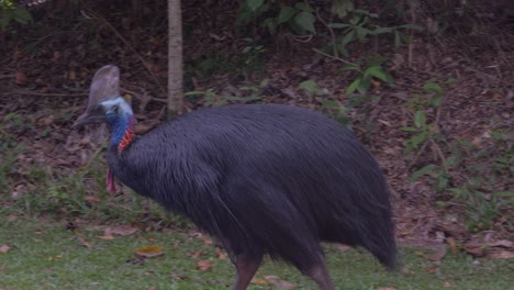 Australischer-Kasuar---Südlicher-Kasuar,-Der-In-Der-Wildnis-In-Queensland,-Australien,-Spazieren-Geht