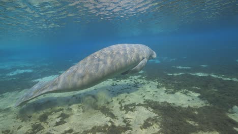 Seekuh,-Der-Sich-Vom-Sandboden-Abstößt-Und-In-Den-Florida-Springs-Luft-Schnappt