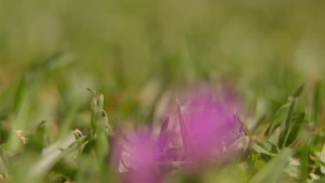 Concéntrate-En-Tirar-De-Un-Césped-A-Una-Pequeña-Flor-Rosa.