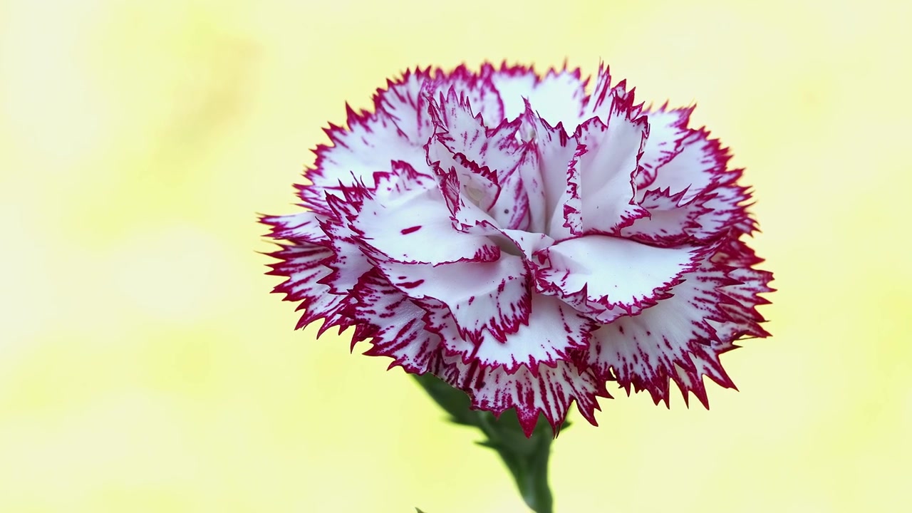 Pink and White Carnation flower against a lemon yellow background.
