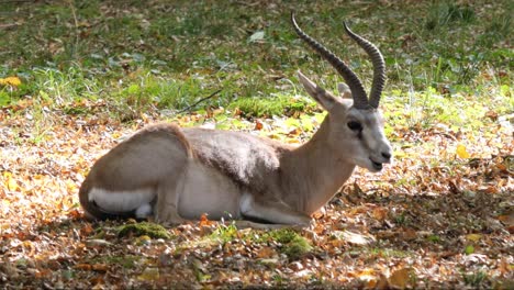 un joven negro indio o antílope cervicapra acostado en el suelo entre la hierba y las hojas de otoño en un área ligeramente boscosa masticando y disfrutando del sol