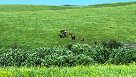 a serene pastoral scene: cattle grazing on lush green fields surrounded by vibrant vegetation and a peaceful rural landscape