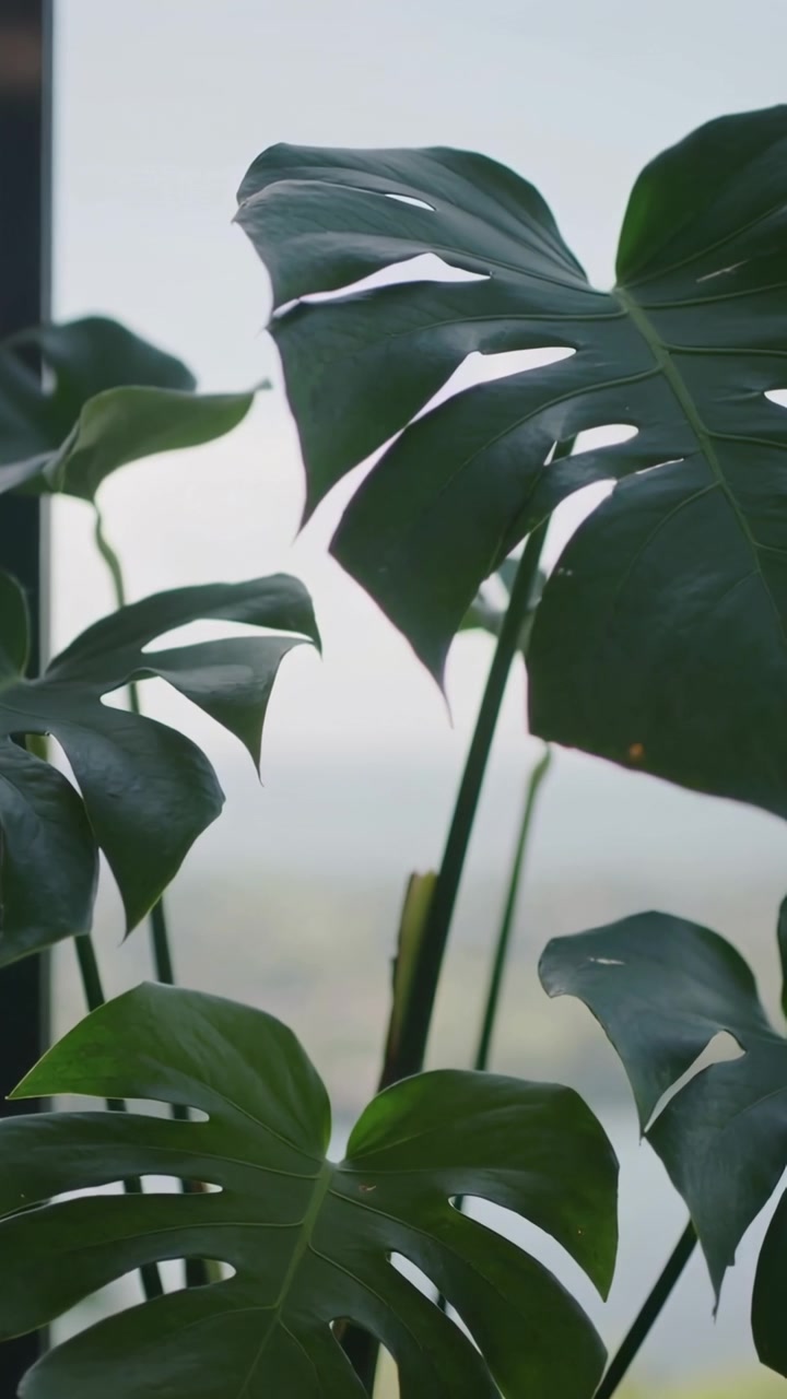 Video verticale: Un movimento della telecamera fa oscillare una pianta di Monstera vicino a una finestra alta, rivelando un nuovo germoglio.