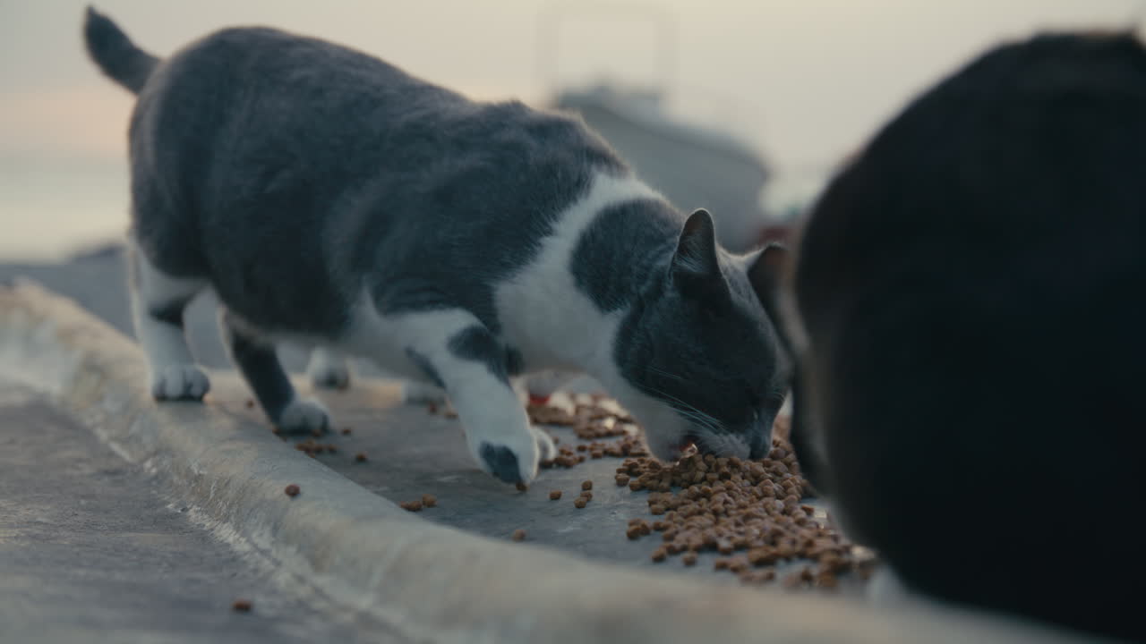 Nahaufnahme aus der Froschperspektive einer grau-weißen Katze, die verstreutes Trockenfutter auf einem verwitterten Boot frisst, sanftes Licht deutet auf Dämmerung oder Morgengrauen hin.