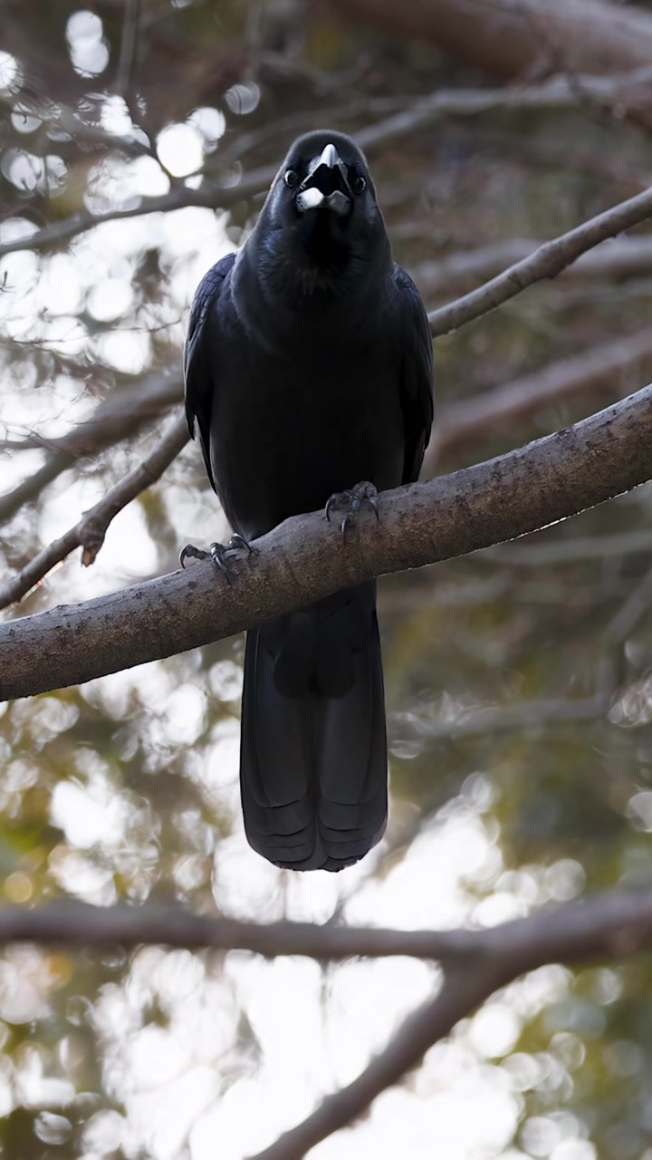 Um corvo preto pousa em um galho, olhando ao redor e grasnando em Tóquio, Japão