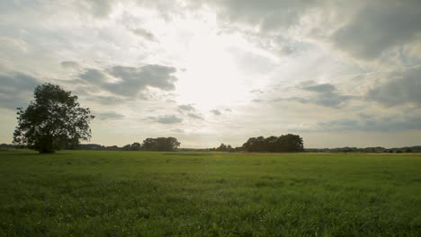 sunset panning shot over lush field with a lone tree, casting a tranquil scene