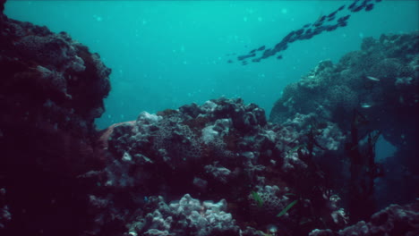 escena de arrecife de coral submarino
