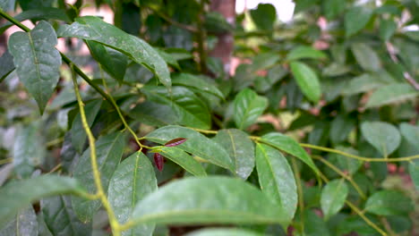 bush of green guayusa leaves growing in bright amazon rainforest in south america