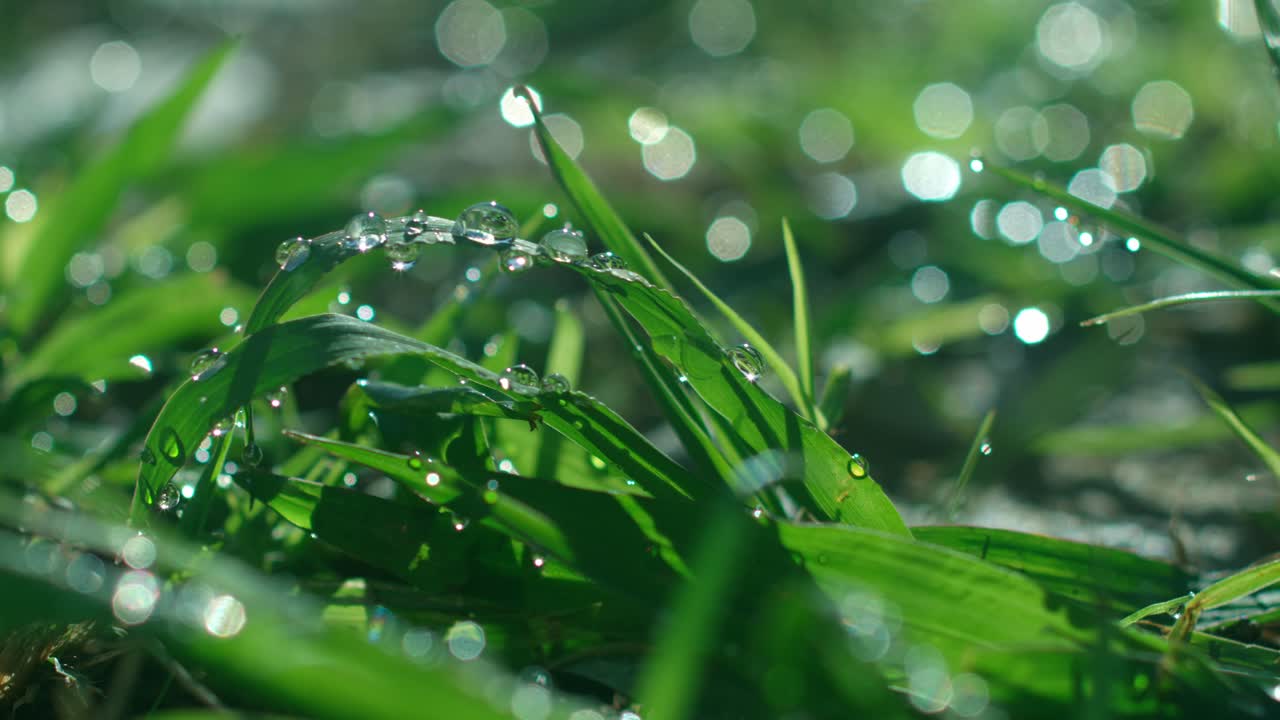 Pulling focus to some water drops on the grass