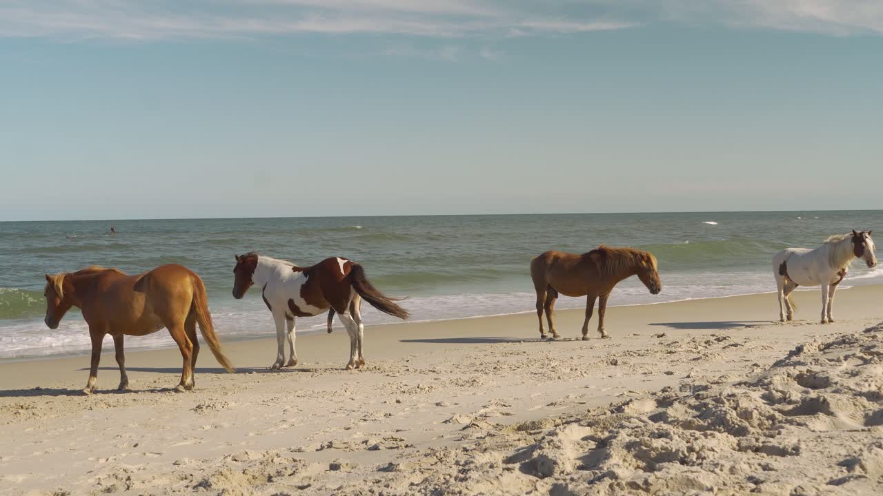 quatro cavalos selvagens tomando banho de sol na praia