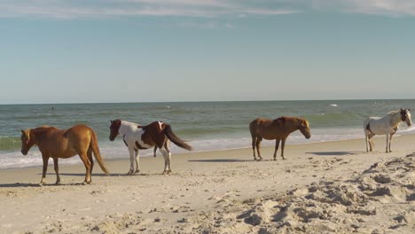 four wild horses sunbathing on the beach