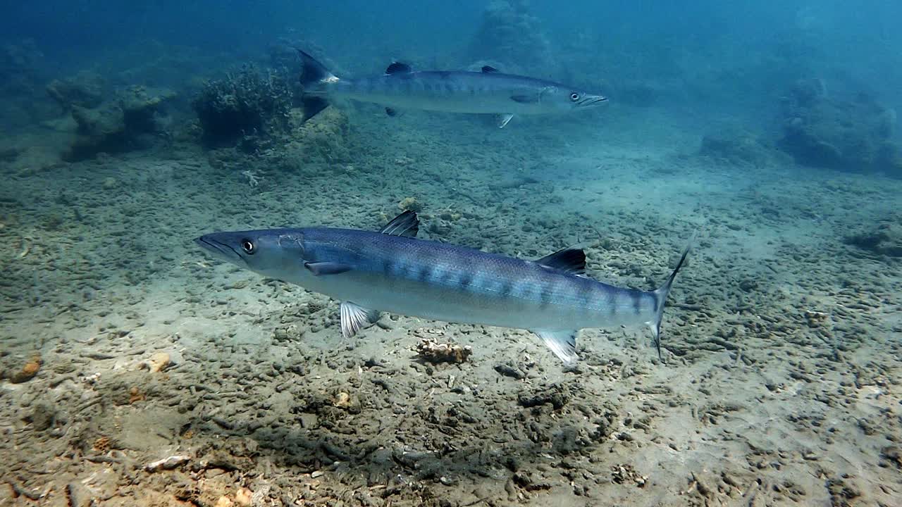 Barracudas swimming on the ocean floor searching for prey - underwater