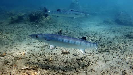 barracudas swimming on the ocean floor searching for prey - underwater