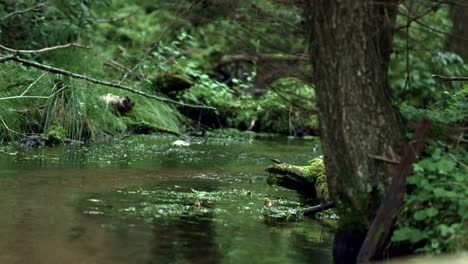 Forest-stream-with-transparent-water-flowing-in-wood.-Landscape-with-brook