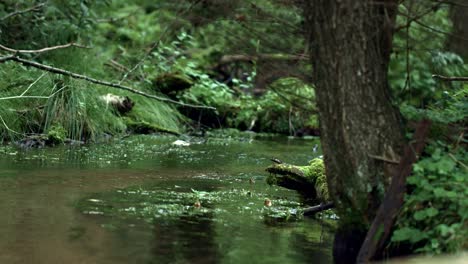 Waldbach-Mit-Transparentem-Wasser,-Das-Im-Wald-Fließt.-Landschaft-Mit-Bach