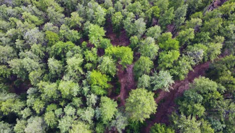 vista aérea de pájaro del bosque cerca del lago duffey en columbia británica, canadá