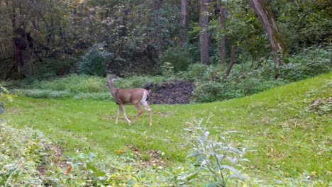 Venado-De-Cola-Blanca:-La-Gama-Camina-Lenta-Y-Cautelosamente-Por-Un-Claro-En-El-Bosque