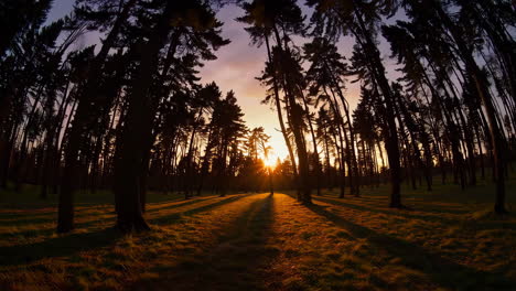majestic sunset in a silhouetted forest