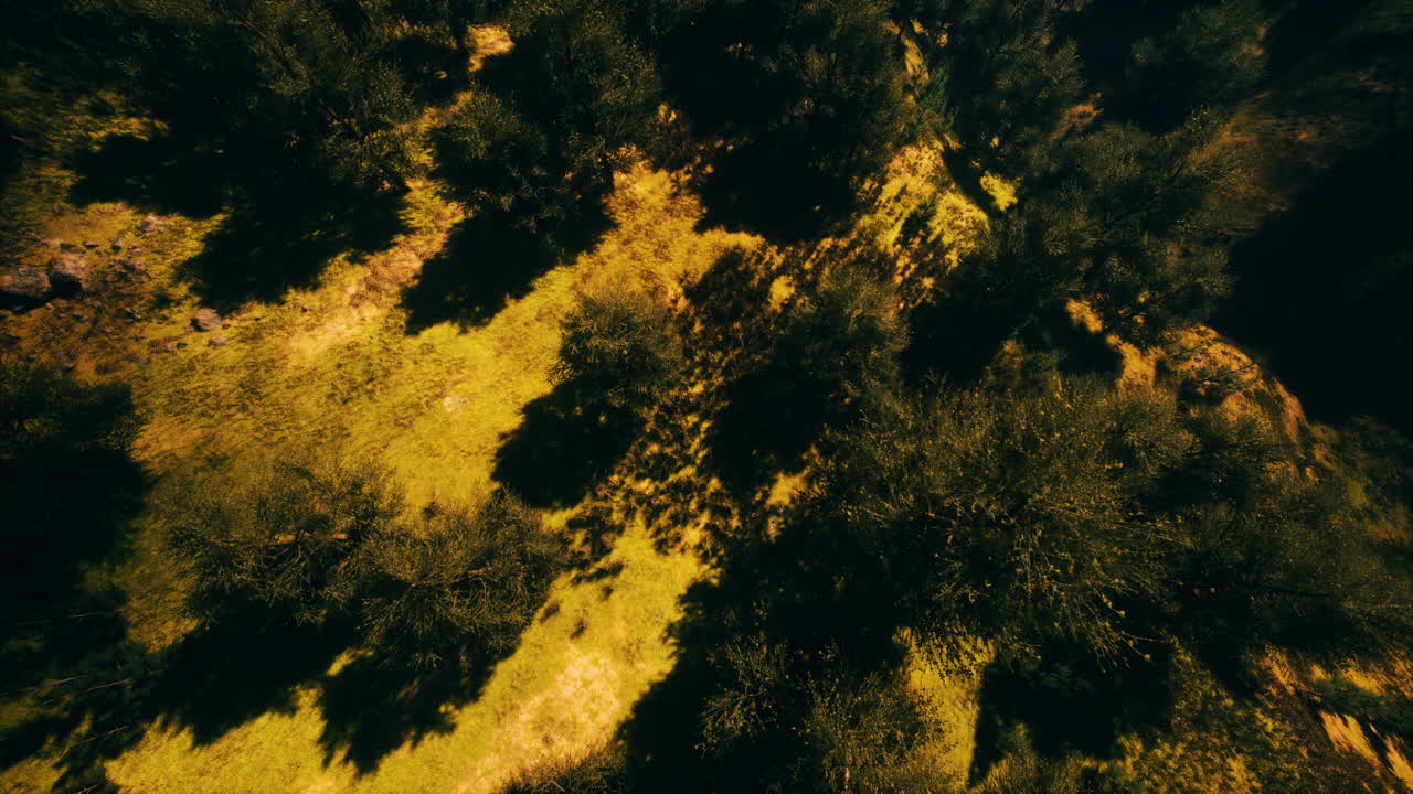 bosque tropical en la vista matutina de las tierras altas de malasia