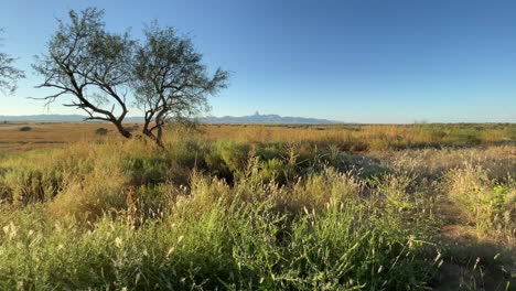 arivaca cienega buenos aires natural wildlife refuge, tilt up shot