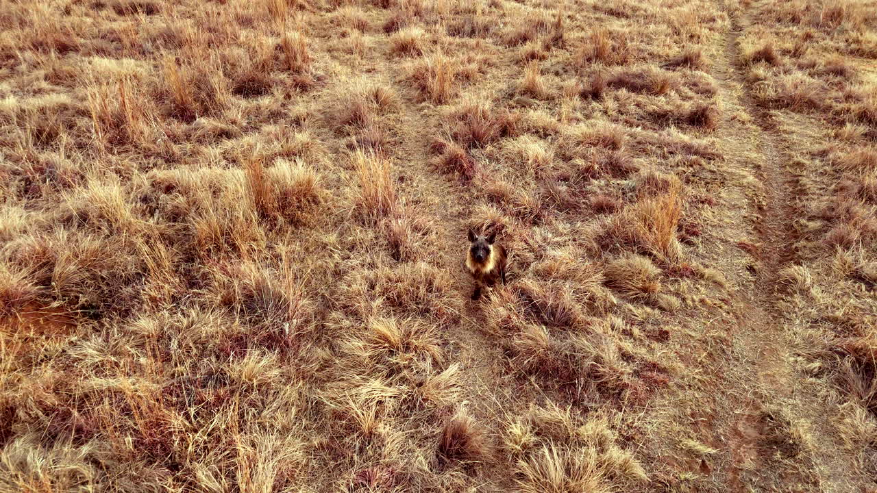 Elusive brown hyena Parahyaena brunnea sits in dry field, rare drone shot