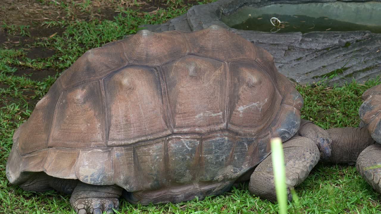 Two Aldabra tortoises (Aldabrachelys gigantea) engaging in a social interaction in a grassy area