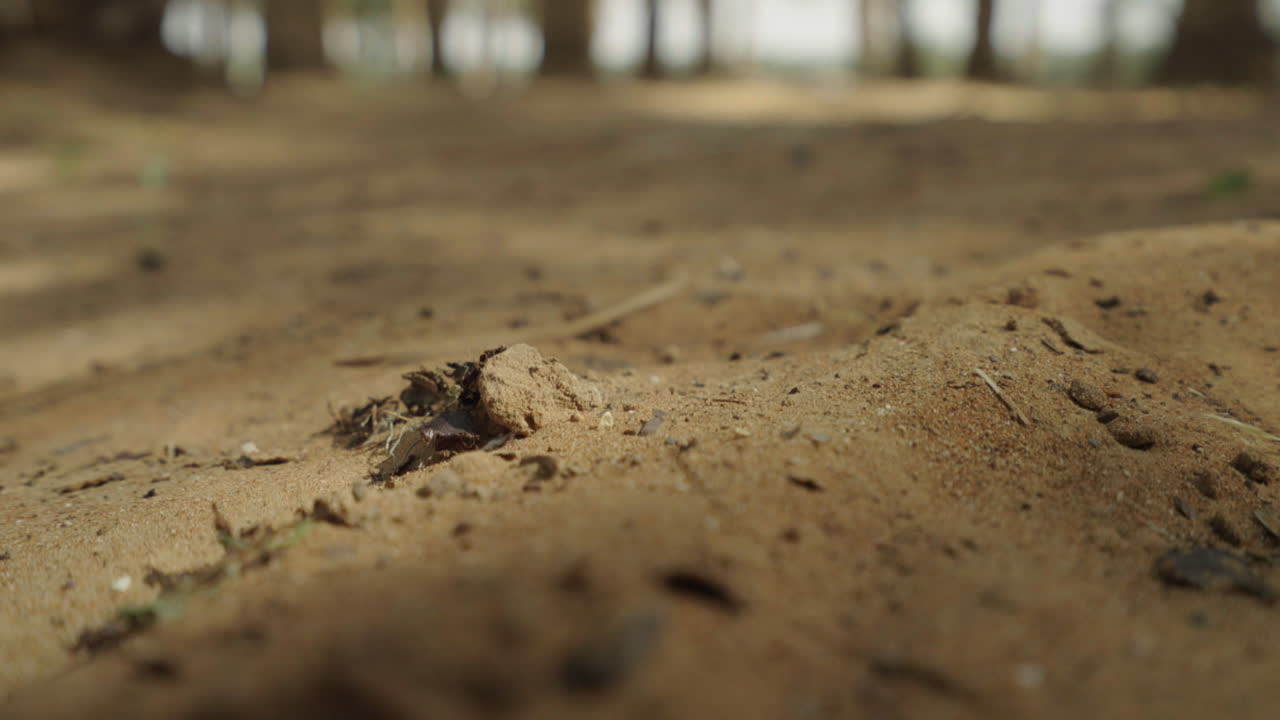 Close-up of sand on forest floor