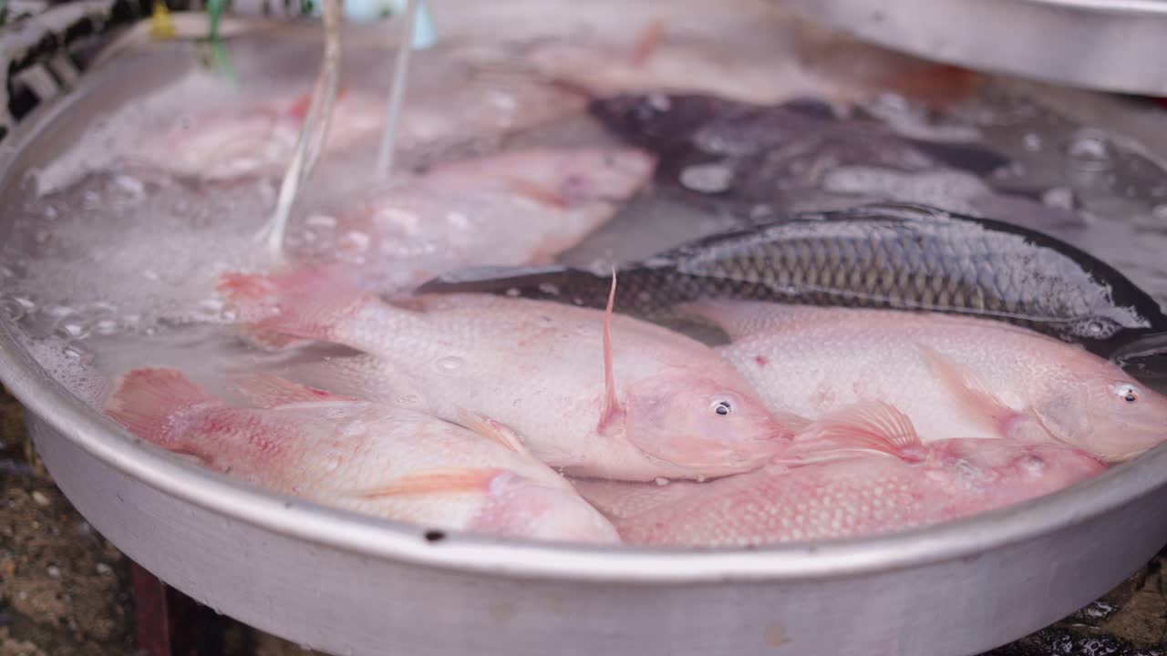 신선한 생선 시장