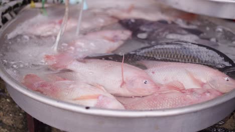pescado fresco en el mercado