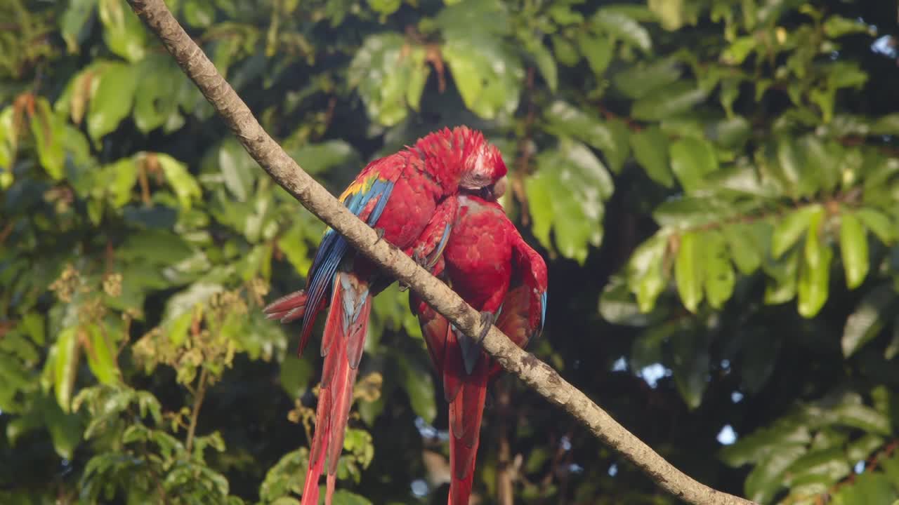Vibrant Scarlet Macaw pair engaging in affectionate bonding on a jungle perch in the rainforest