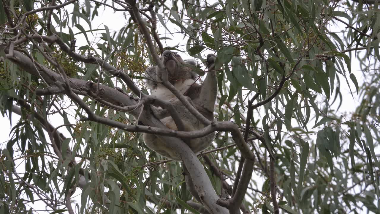 el emblemático koala australiano sentado en un árbol de goma agarra una rama y comienza a comer las hojas
