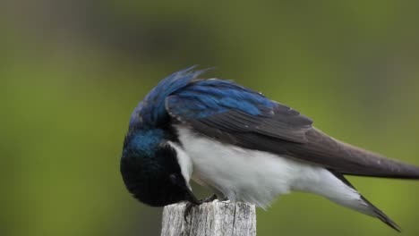 hermoso y lindo pajarito blanco azul sentado al aire libre en un tronco de madera